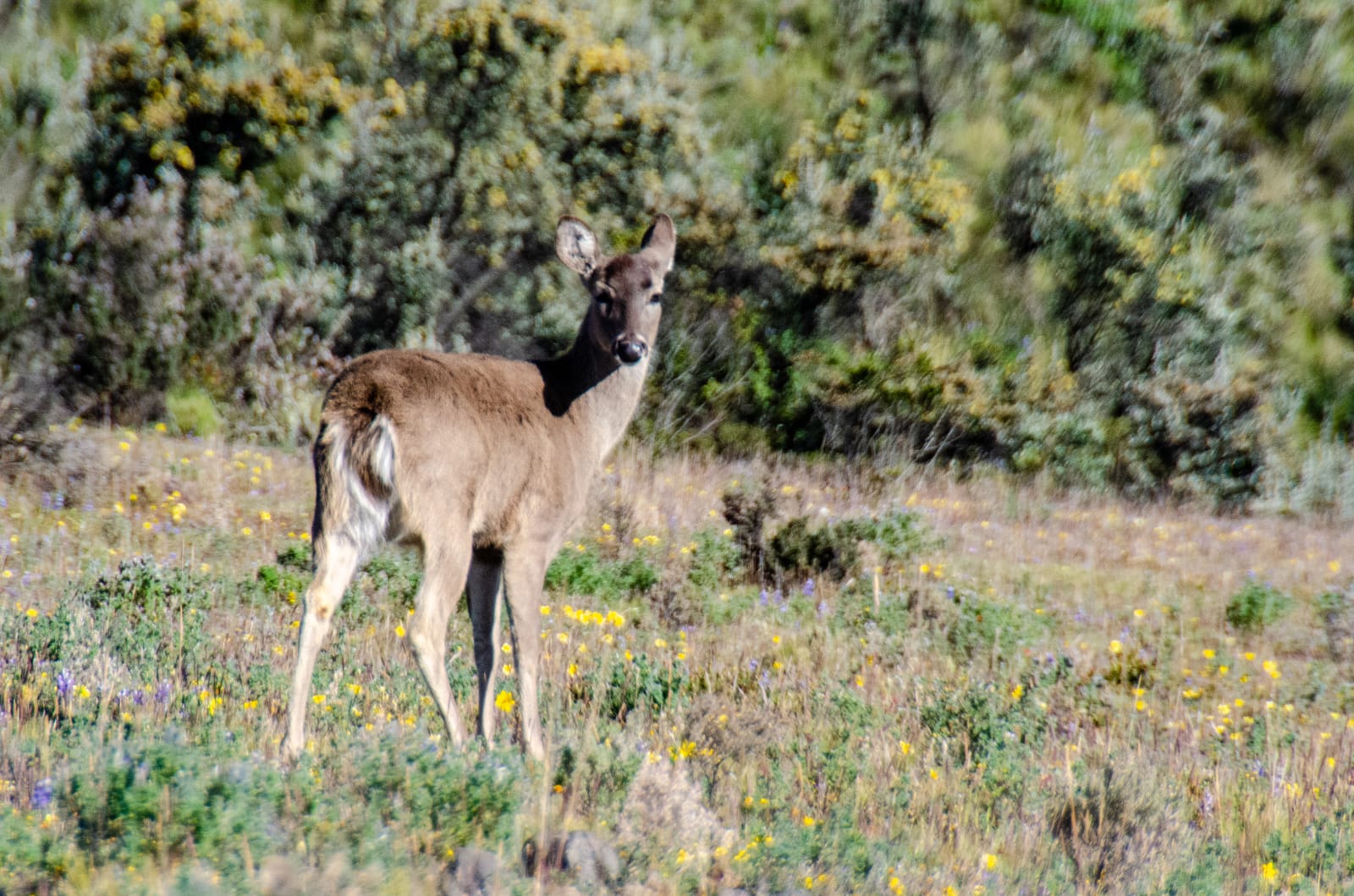 COTOPAXI TOUR - LIVE THE ADVENTURE ABOVE THE CLOUDS